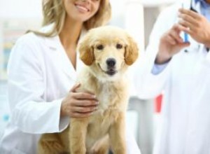 Calendrier de vaccination et de vaccination des chiens courants 