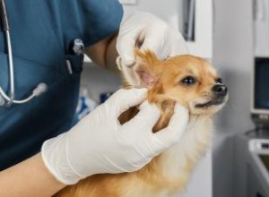 Signes courants d une infection à levures dans l oreille de votre chien 