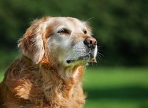 Conseils complets sur les soins aux chiens âgés 