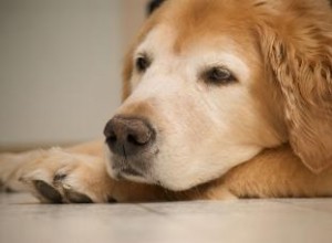 Nez de chien croustillant 