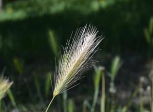 Dangers des barbes d herbe pour les chiens 