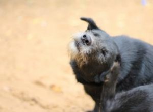 Détecter et traiter les acariens chez les chiens 