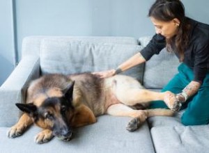 Diagnostiquer la dysplasie de la hanche chez le chien et les prochaines étapes 