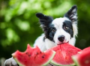 Régime alimentaire pour chiens atteints d une maladie du foie canine 