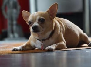 Régime alimentaire pour chiens atteints de la maladie de Cushing 