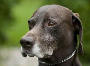 Les remèdes naturels contre les vers du cœur canins fonctionnent-ils ? 