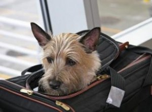 Voyage en avion avec un chien 