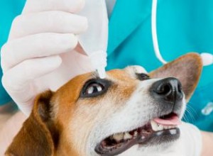 Problèmes oculaires chez le chien 