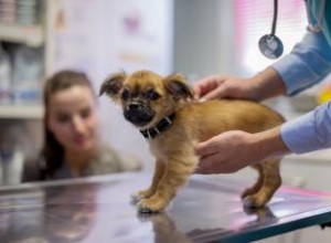 Présentation de la stérilisation des chiens :que faire et quand ? 