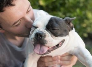 Chien Haletant 101 :Combien de temps après l exercice est-il normal ? 