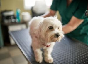 Répartition du cancer de la peau du chien :types, causes et plans de traitement 