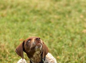 Les maladies de la peau du chien que vous devez connaître 