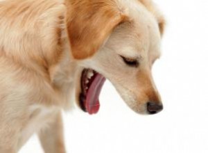 Questions sur les vomissements de chien 