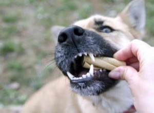 Avis d expert :les os peuvent-ils endommager les dents du chien ? 