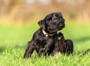 Des moyens infaillibles pour éliminer la peau sèche des chiens 