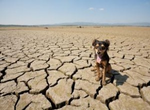 Guide de la déshydratation chez les chiens 