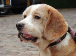 Guide du cancer de la bouche du chien :ce que les propriétaires doivent savoir 