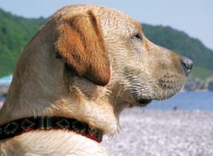 Comment les souffles cardiaques du chien sont diagnostiqués et traités 