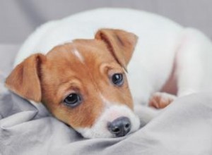 Comment soulager au mieux la diarrhée du chiot 