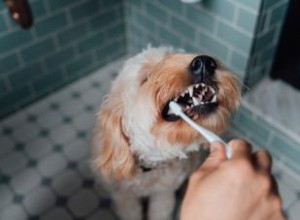 Comment faire un nettoyage des dents de chien sans difficulté 