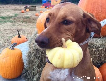 Comment raffermir les selles de chien avec de la citrouille 