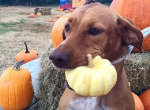 Comment raffermir les selles de chien avec de la citrouille 