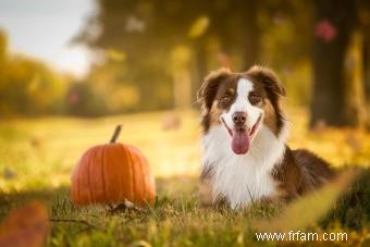 Comment raffermir les selles de chien avec de la citrouille 