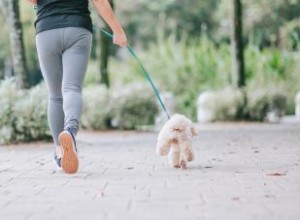 Comment aider votre chien souffrant de luxation de la rotule 