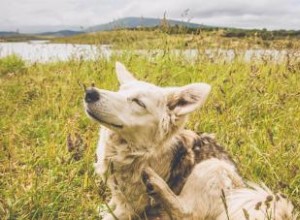 Comment identifier et traiter les piqûres de puces sur les humains et les chiens 