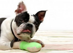 Comment garder les bandages sur un chien 