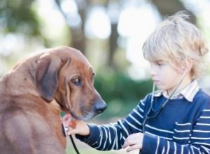 Comment faire vomir un chien 