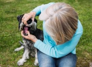 Comment sauver un chien qui s étouffe 