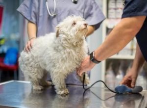 Comment prendre la tension artérielle d un chien 