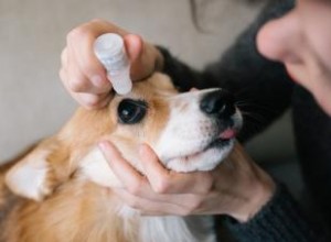 Comment traiter une infection des yeux de chien (de la bonne manière) 