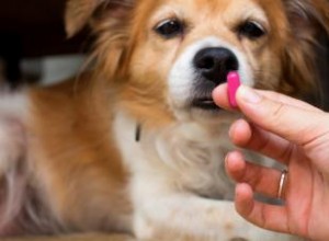 Comment utiliser Benadryl pour chiens en toute sécurité 