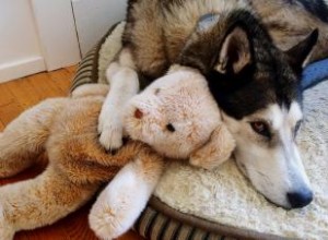 Votre chien saute-t-il sur des jouets ? Conseils d experts pour l arrêter 