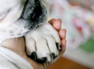 Laisser votre chien mourir naturellement à la maison 