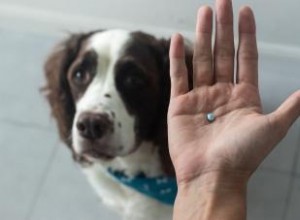 Liste des 5 antibiotiques courants pour les chiens :utilisations et effets secondaires 