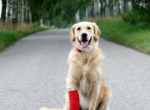 Conseils de soins pratiques pour les chiens blessés 