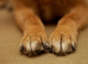 Conseils rapides pour gérer l ongle cassé d un chien 