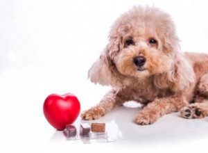 Risques de donner des pilules Heartworm sans ordonnance 