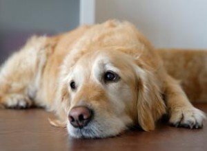 Signes qu un chien a du mal à se remettre d une crise 