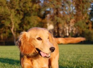 Sécurité estivale pour les animaux 