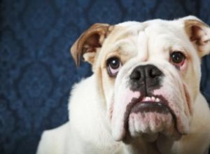 Symptômes et traitement de Cherry Eye chez le chien 