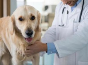 Les 4 maladies canines de la prostate les plus courantes 