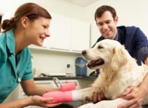 Conseils sur l achat d une assurance maladie pour chien 