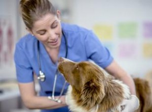 Qu est-ce que la coccidie ? Un regard sur cette condition chez les chiens 