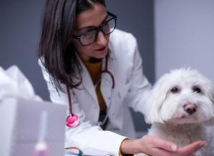 Quoi nourrir un chiot avec Parvo 