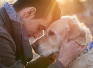 Quand abattre votre chien :faire ce qui est le mieux pour votre chien 