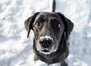 Risques hivernaux pour la santé des chiens 